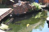 Fibre Features Koi In The Best Pond Ever Seen